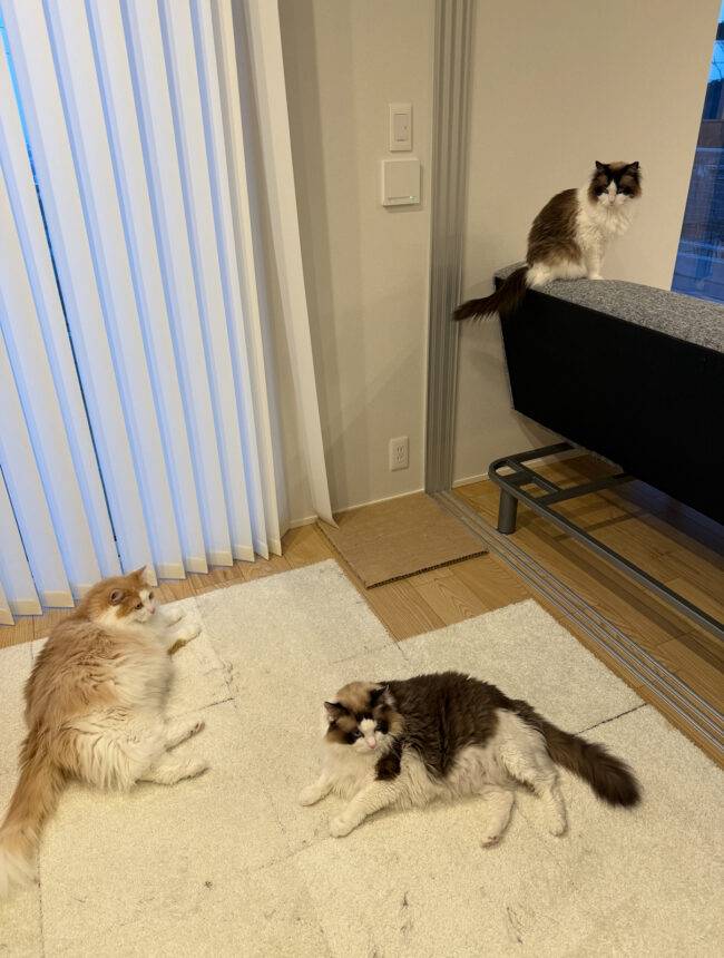 ペットシッター　箕面市　ラグドールの涼ちゃんとしんたろうくん　ノルウェージャンのたくみくん　キャバリアの明妃ちゃん