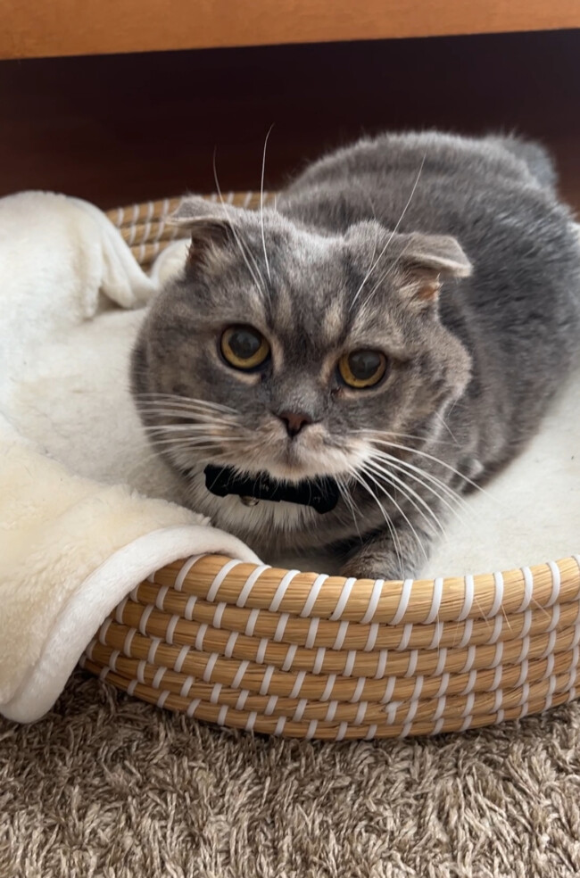 ペットシッター　箕面市　スコティッシュフォールドのピットちゃん　茶トラのチャイちゃん　シャムMIXのジャムくん