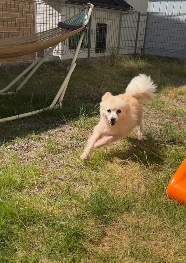 ペットシッター 豊中市 猫のなぎちゃん
