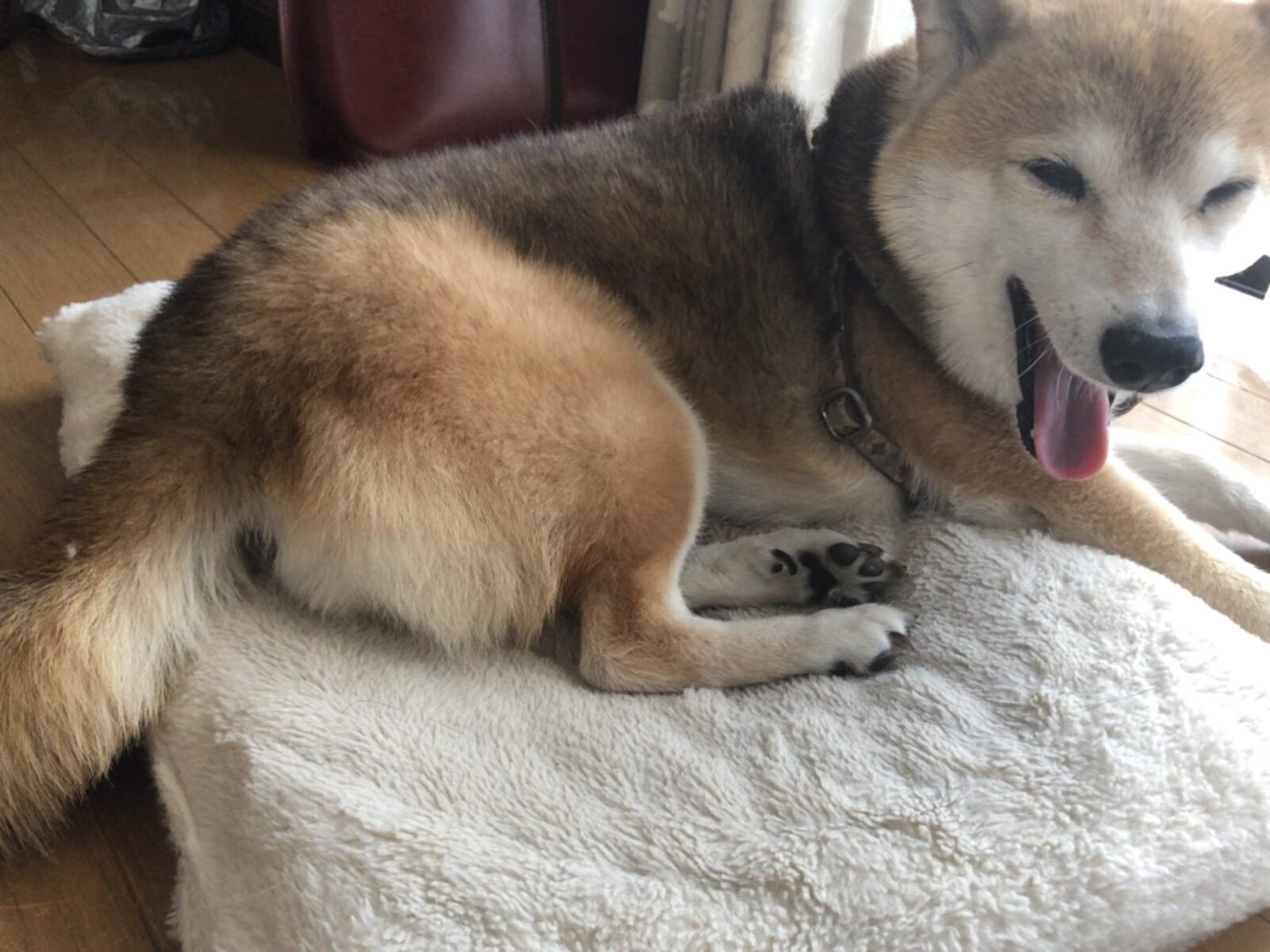 平塚市 柴犬のアイちゃん 初回訪問