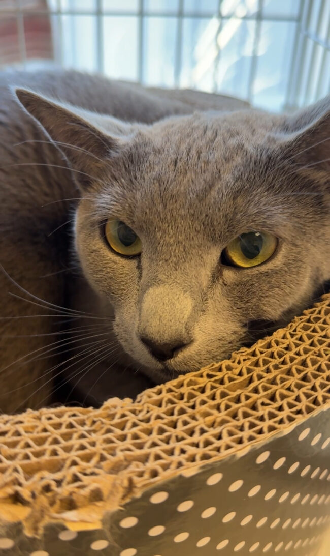 ペットホテル ロシアンブルーのルルくん