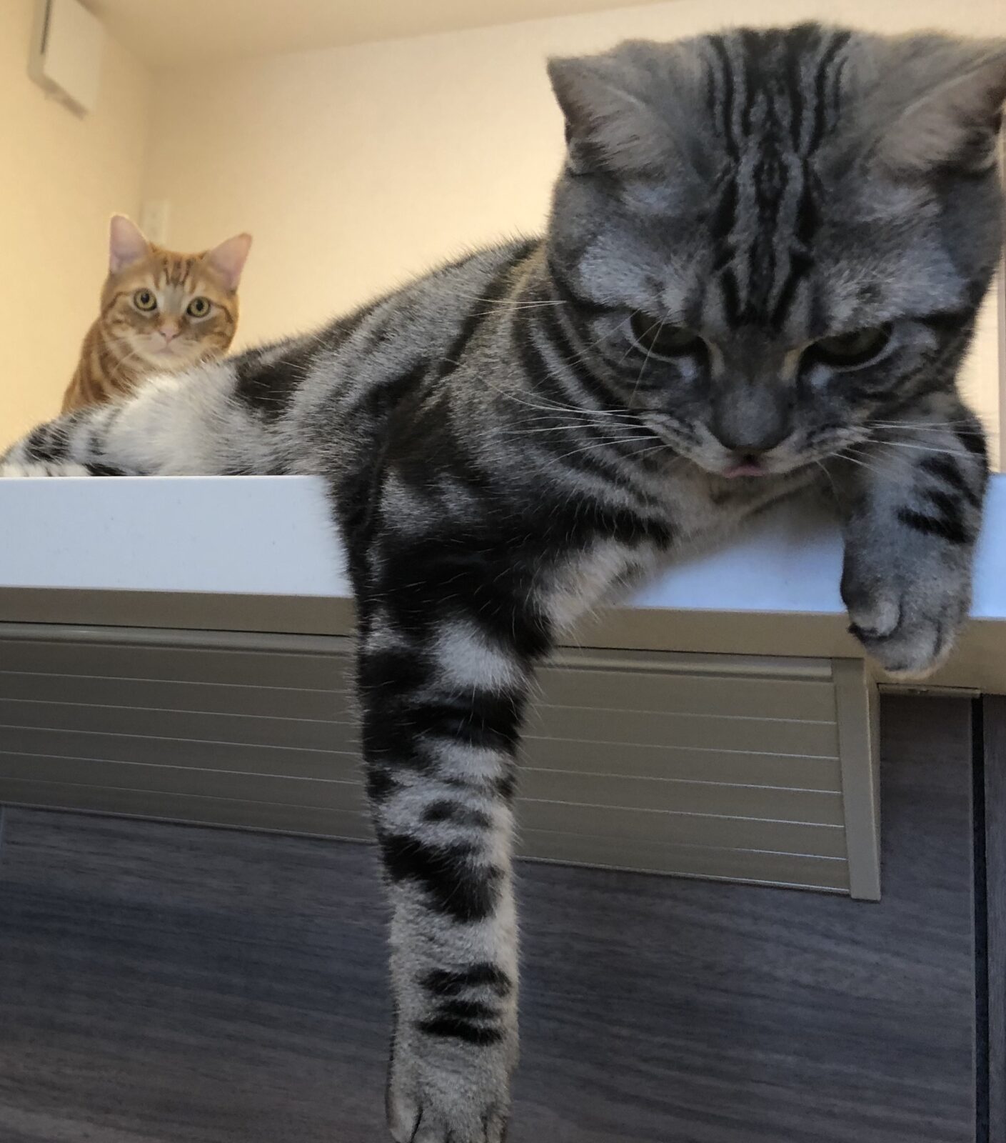 伊勢原市　大我くん　テツヤくん　お世話３日目