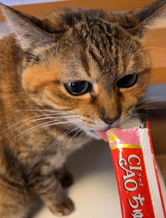 ペットシッター　箕面市　猫のりんちゃん　てんくん　ててちゃん