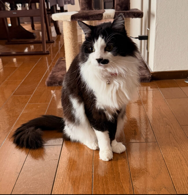 ペットシッター　茨木市　ノルウェージャンフォレストキャット　ジュードくん