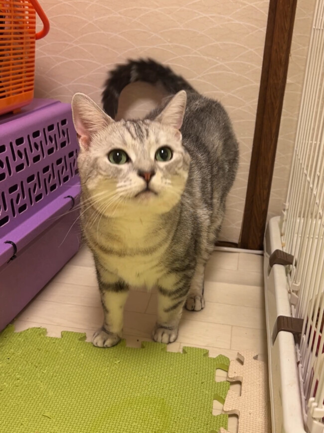 ペットシッター　箕面市　サビ猫のこはるさん