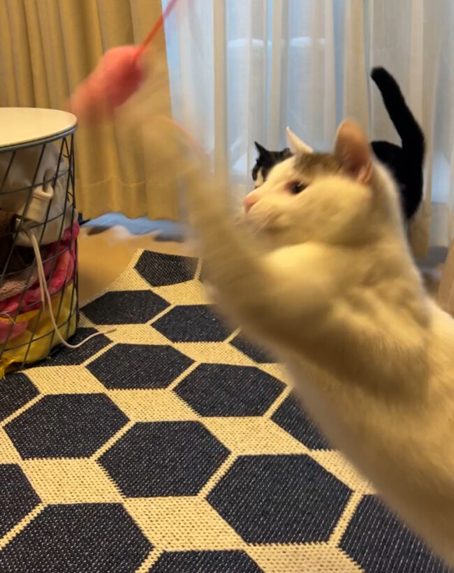 ペットシッター　アメリカンショートヘアのタビィちゃんのご家族様