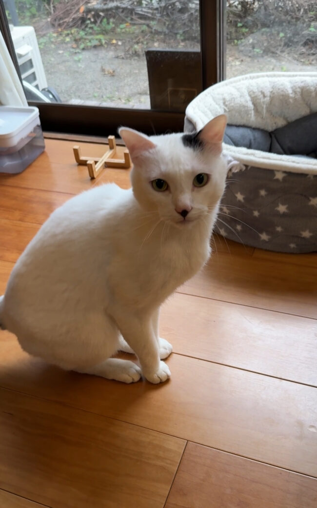 ペットシッター　箕面市　猫のしろくんとこたぬくん