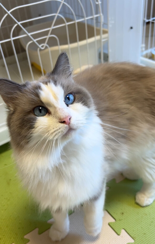ペットホテル ラグドールのマリーちゃん