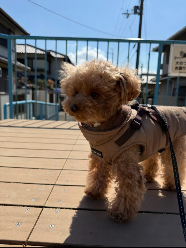 散歩代行　箕面市　トイプードルのティナちゃん
