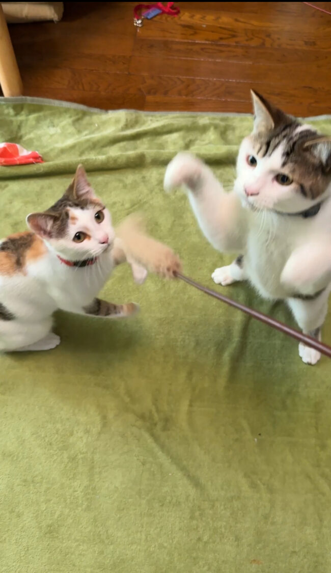 ペットシッター　箕面市　猫のコメちゃんとムギくん