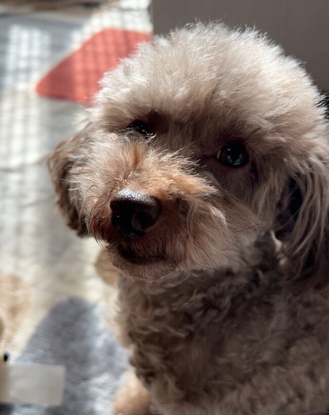 ペットシッター　箕面市　トイプードル　ユリちゃん