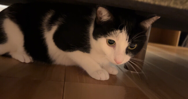 ペットシッター　豊中市　猫のなぎちゃん