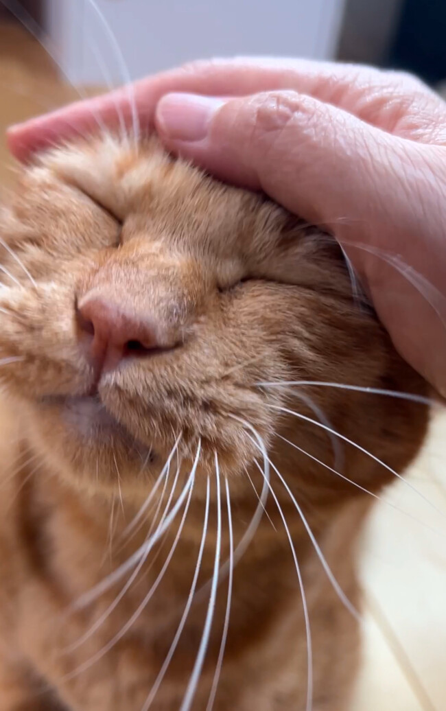 ペットシッター　池田市　茶トラのくりくん