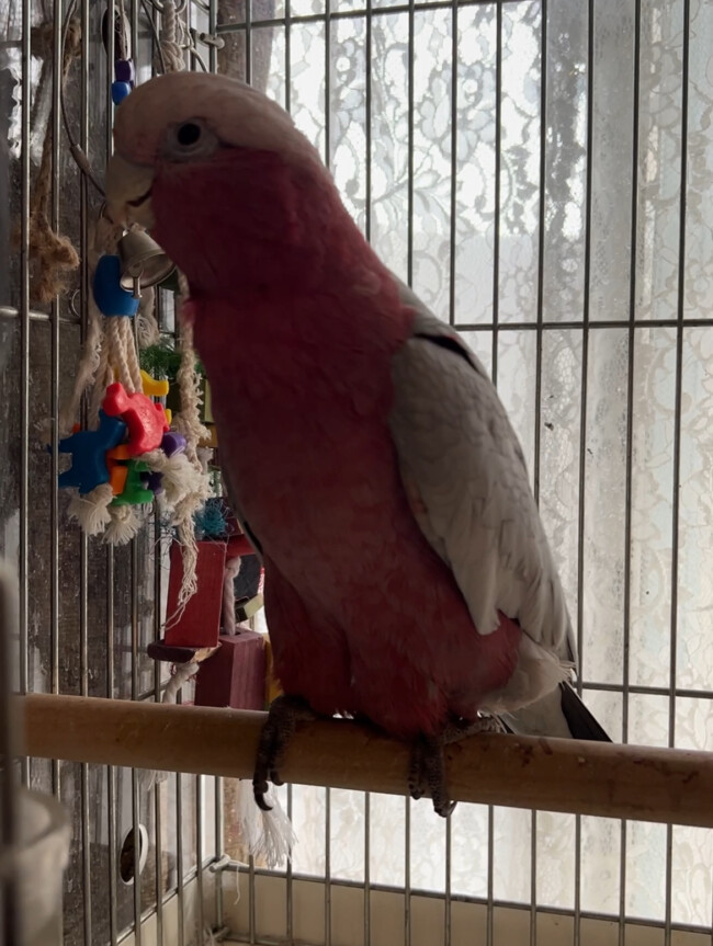 ペットシッター　箕面市　モモイロインコのももくんとうずらのゆずぅくん