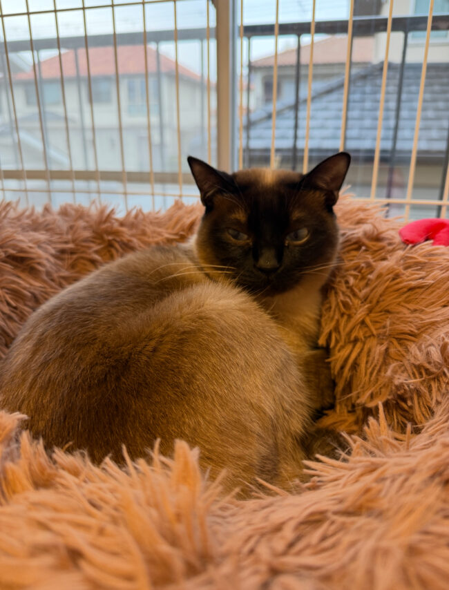 ペットホテル　猫のパトラくん