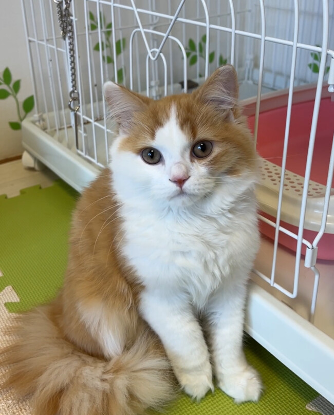 ペットホテル　スコティッシュフォールドのちいくん