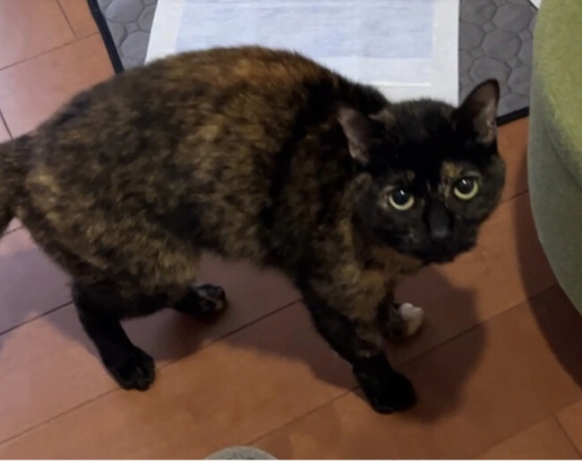 ペットシッター　箕面市　ブリティッシュショートヘアのラテちゃんとヴィンくん