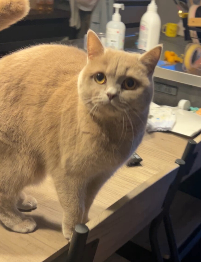 ペットシッター　箕面市　ブリティッシュショートヘア　ラテちゃんとヴィンくん