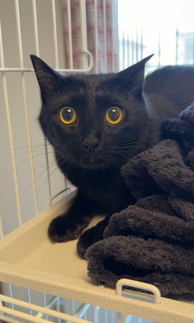 ペットホテル　黒猫のろろくん