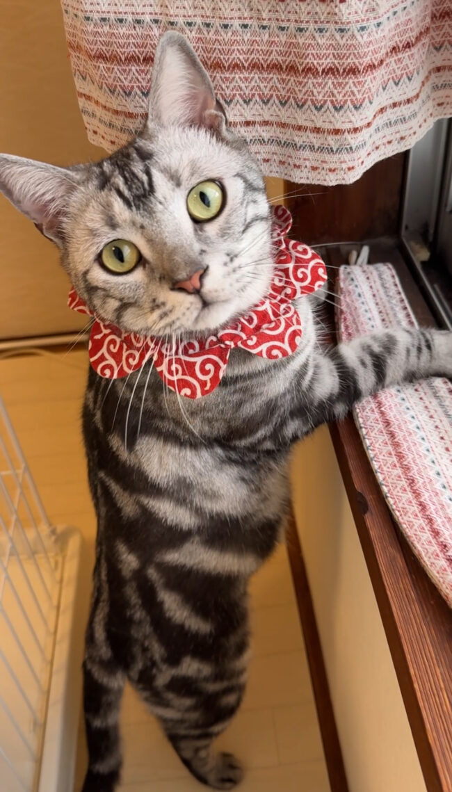 ペットホテル　アメリカンショートヘアのみろくくんとマンチカンのやくもくん