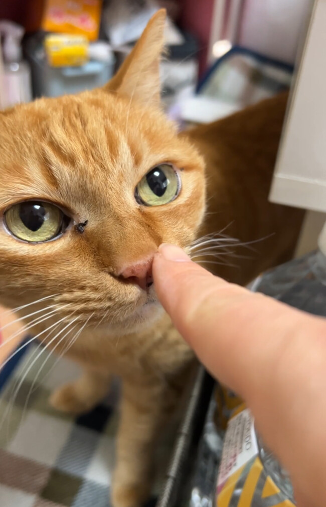 ペットシッター　茨木市　茶トラのトラくんとソマリのリリちゃん