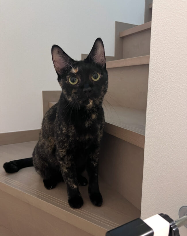 ペットシッター　茨木市　猫のジージョちゃん