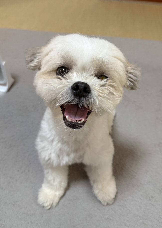 散歩代行　箕面市　マルシーズー　まるくん