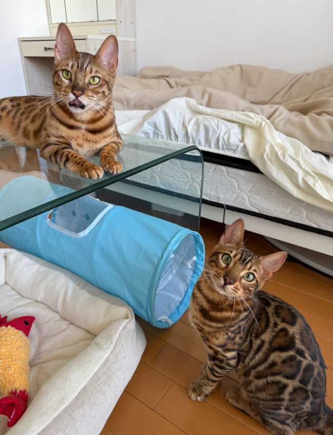 ペットシッター　箕面市　ベンガル　ベルちゃんとラムくん