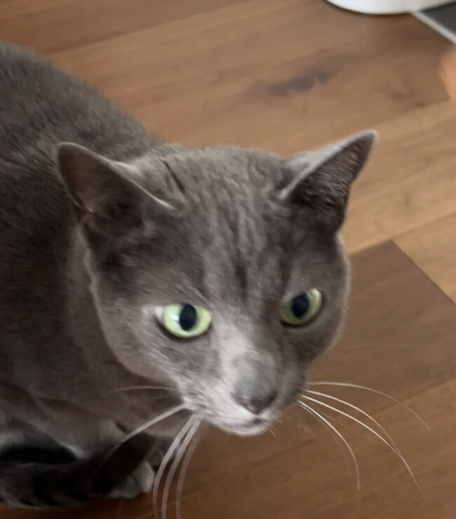 ペットシッター　箕面市　ロシアンブルーのぐりちゃんとサイベリアンのブランちゃん