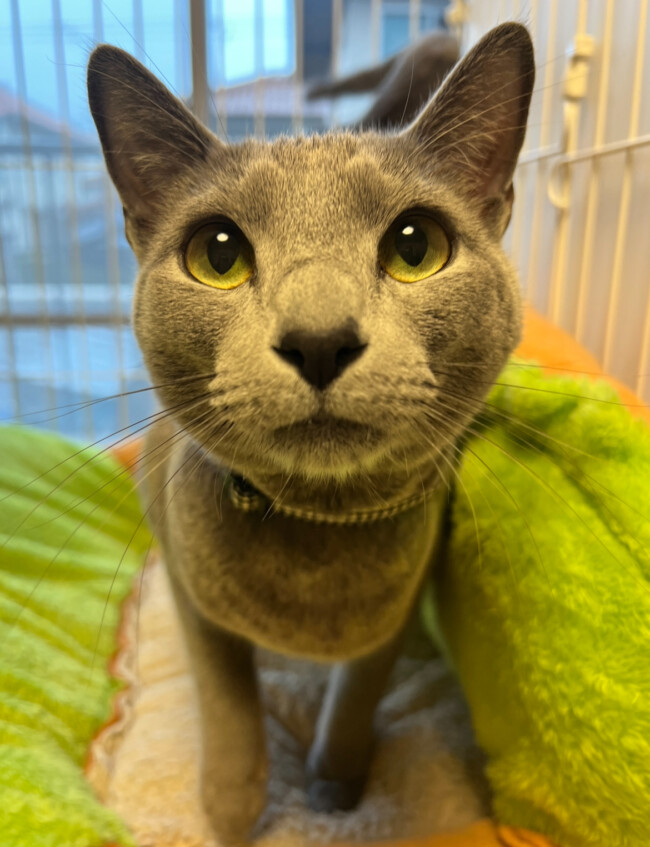 ペットホテル　ロシアンブルーのルルくん