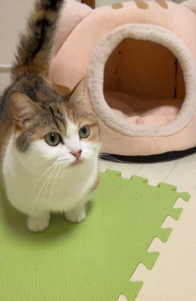 ペットホテル　マンチカンのソナちゃん