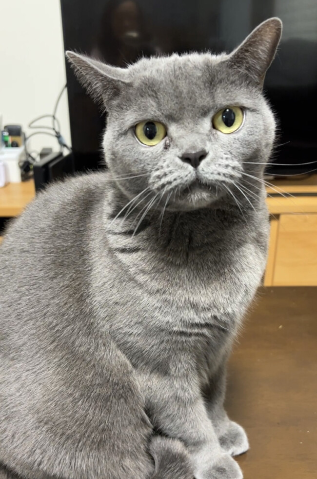 ペットシッター　吹田市　ブリティッシュショートヘアのももちゃん　ヒマラヤンのたろうくん