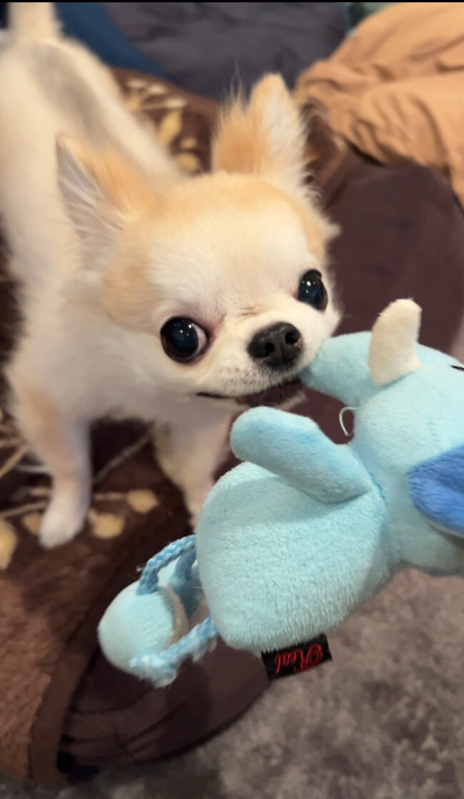 ペットシッター 箕面市 チワワ あめちゃん