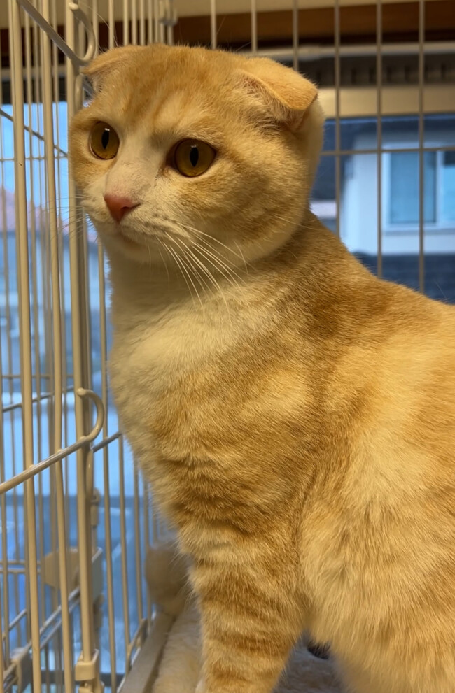 ペットホテル　スコティッシュフォールドのミルクちゃんとマンチカンのハルちゃん