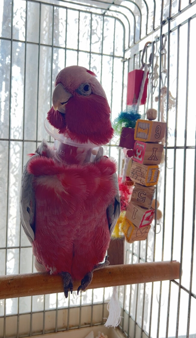 ペットシッター　箕面市　モモイロインコのももくん　並うずらのゆずぅくん