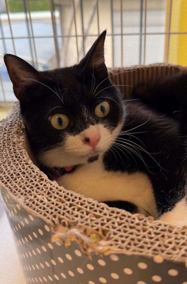 ペットホテル　猫の結ちゃんと鮭ちゃん