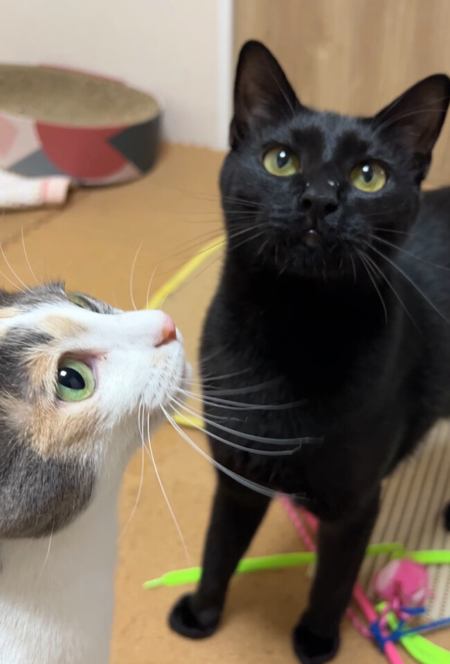 ペットシッター　箕面市　三毛猫メロちゃん　黒猫プルくん