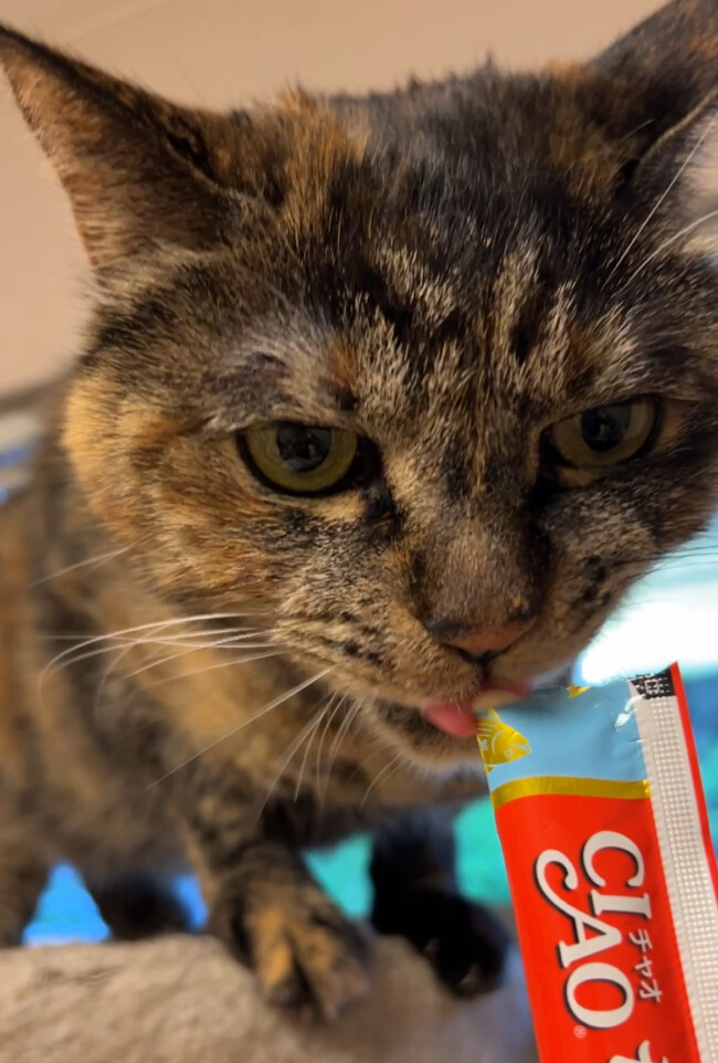 ペットシッター　箕面市　猫のむーんちゃん