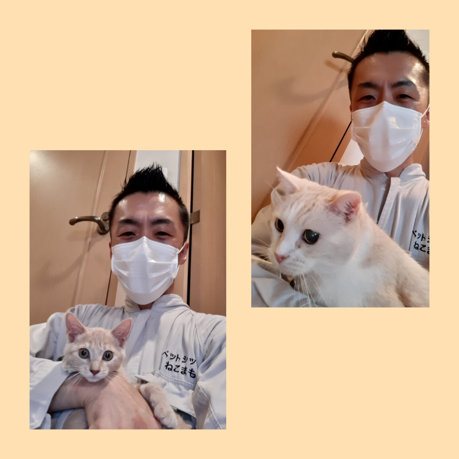 中野区 お得意様 スコ爺ちゃんと孫ニャンちゃん お世話報告