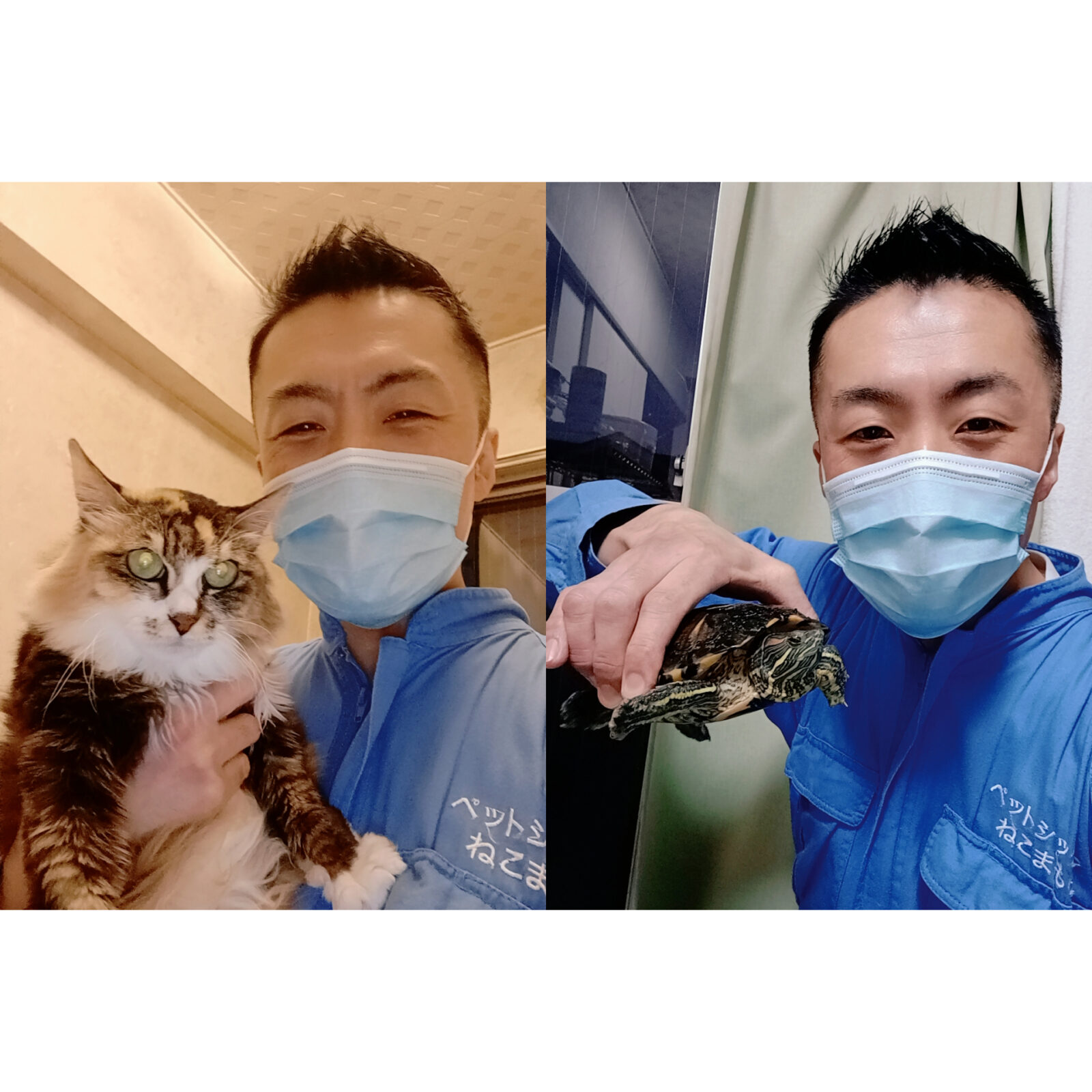 新宿区 ご新規様 14歳おばあちゃん三毛ちゃん 11歳ミシシッピアカミミガメちゃん 御長寿 お世話報告