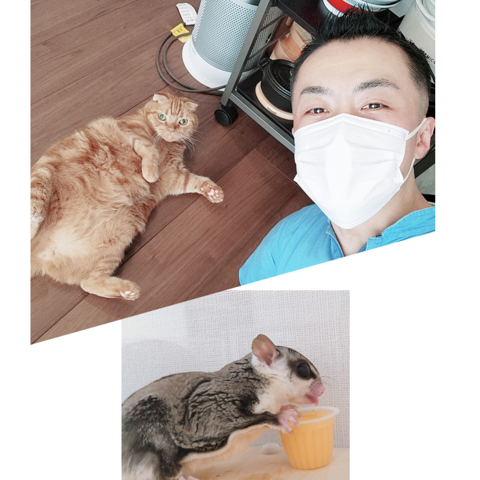 新宿区 ご新規様 なでなで大好き スコティッシュフォールドくん ほっこりフクロモモンガくん お世話レポート🐈