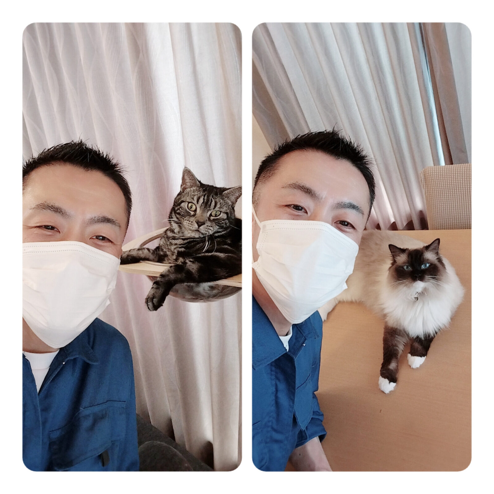 新宿区 お得意様 仲良しラグドールちゃん&アメリカンショートヘアくん お世話レポート🐈