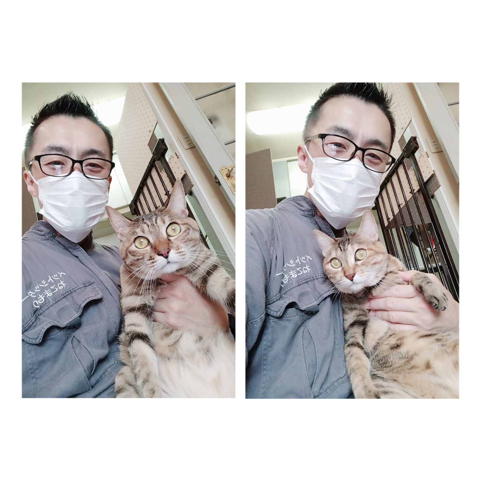 中野区 お得意様 仲良し双子ニャンちゃん お世話レポート🐈