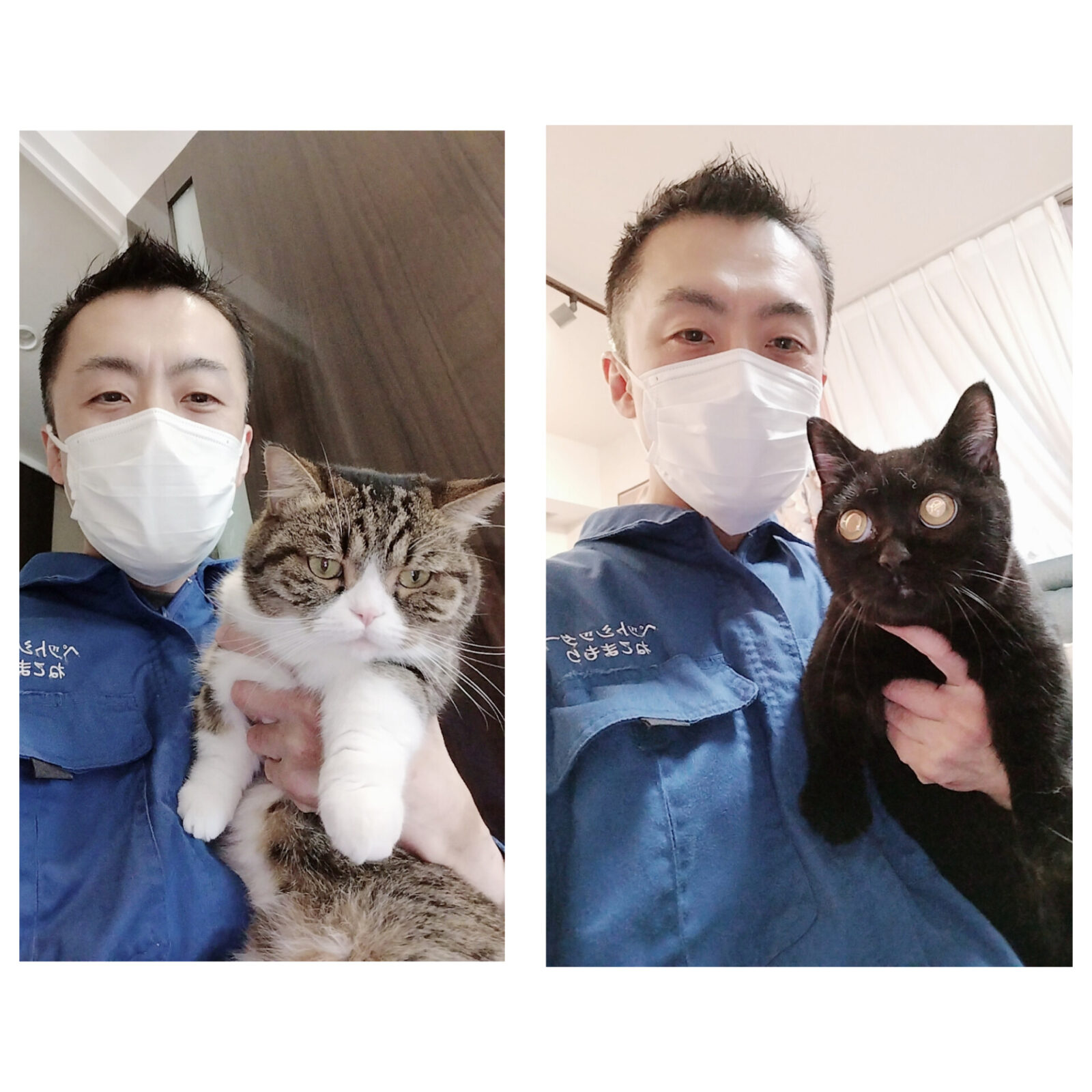 文京区 お得意様 仲良し兄弟マンチカンくん お世話レポート🐈