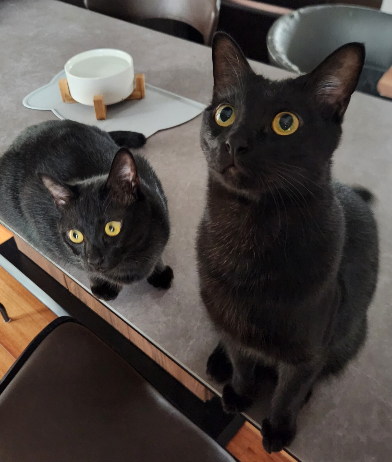 綾町のたろくん&ちろくん😺