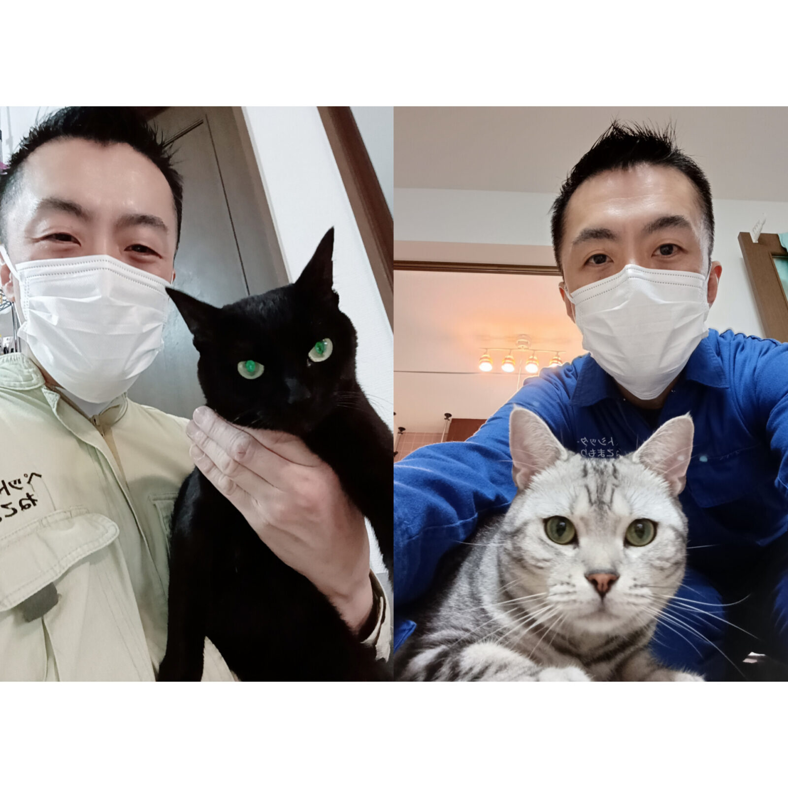 新宿区 お得意様 黒猫ちゃんとアメリカンショートヘアちゃん お世話レポート🐈