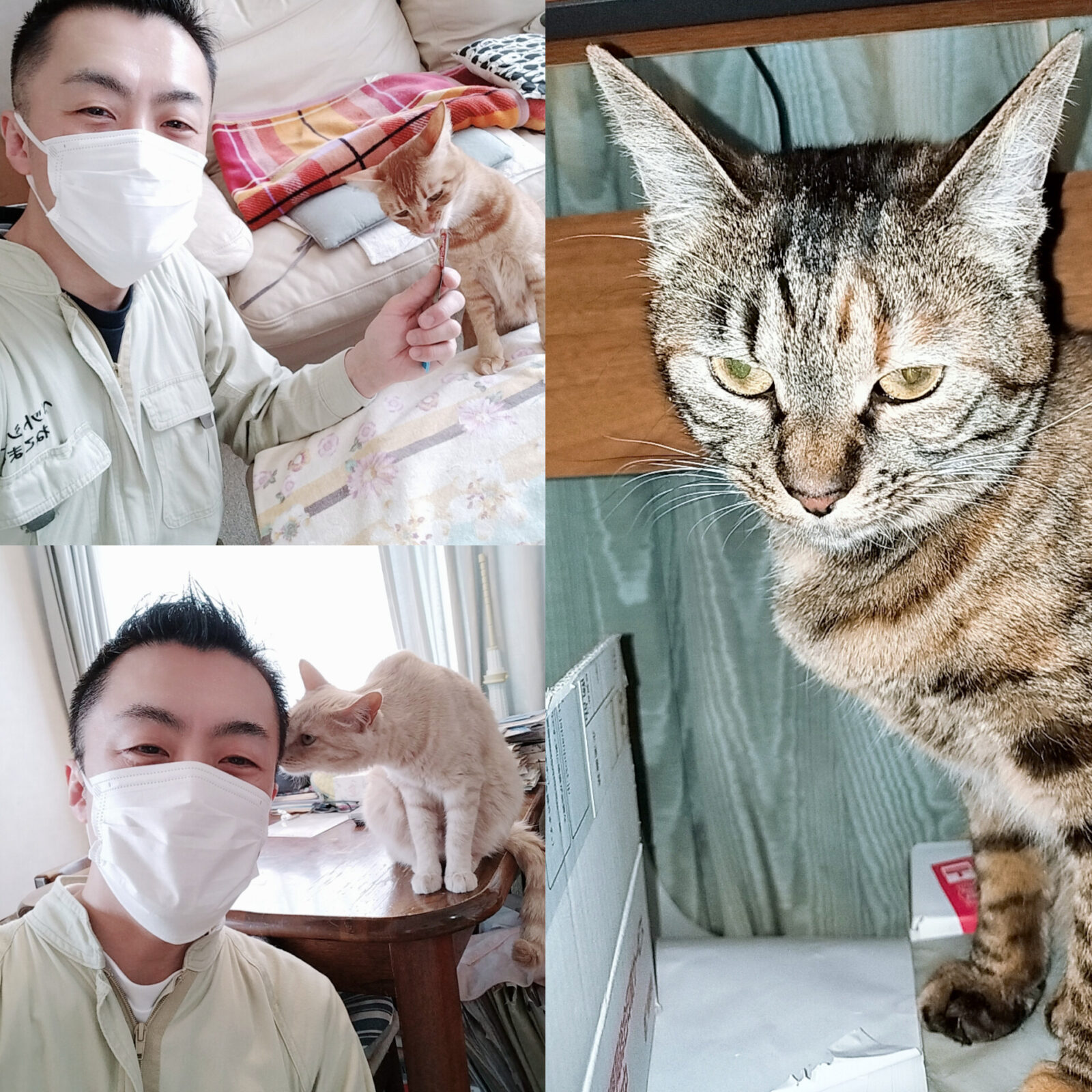 中野区 お得意様 仲良し3ニャンちゃんファミリー お世話レポート🐈