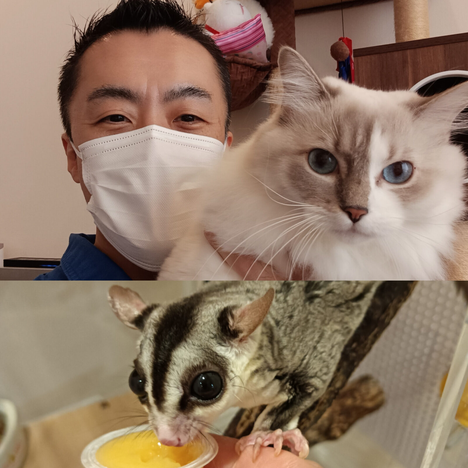 新宿区 お得意様 毛玉ボール大好きラグドールちゃん 食いしん坊のフクロモモンガくん お世話レポート🐈