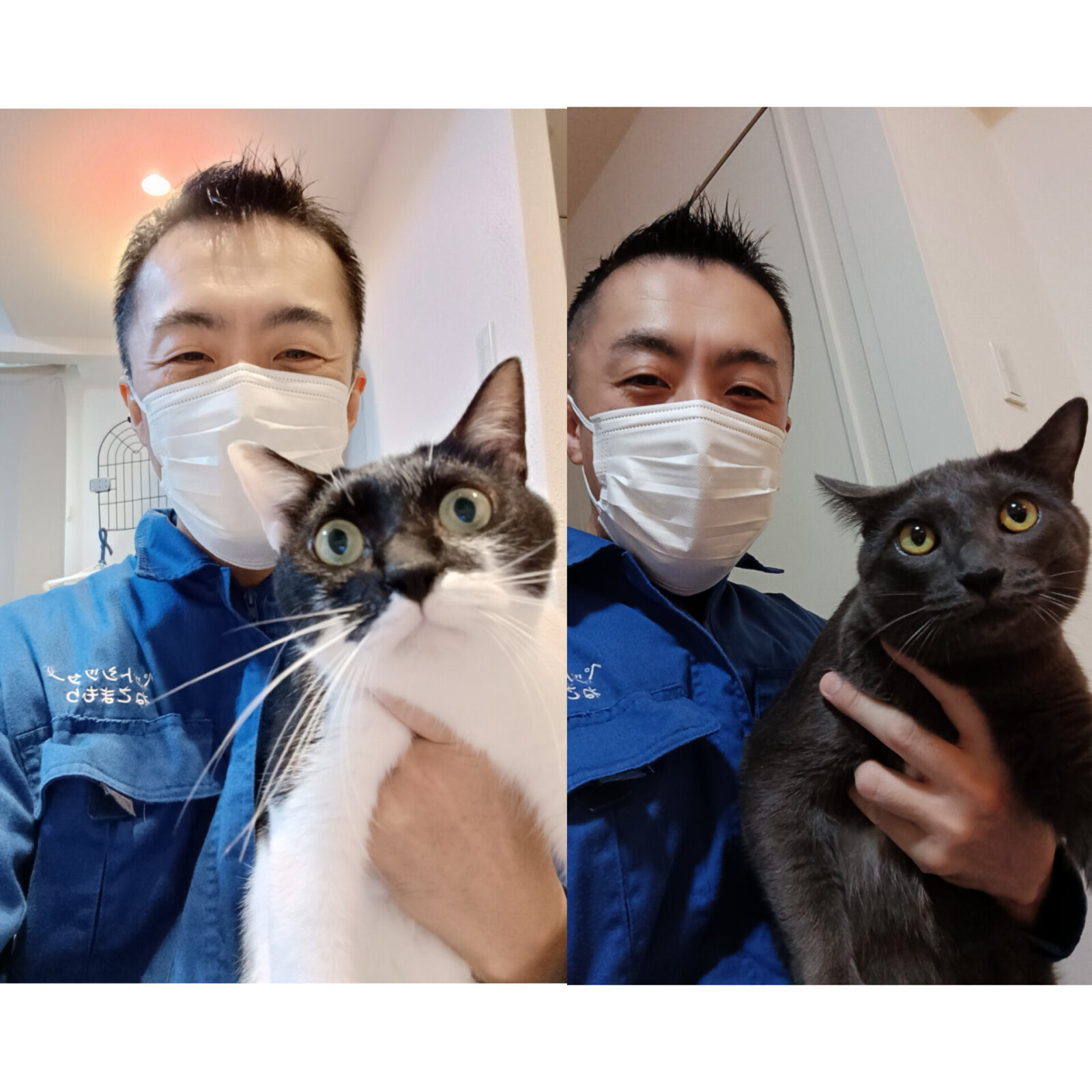 新宿区 ご新規様 デレデレ白黒ニャンくん ぷにゅぷにゅロシアンブルーくん お世話レポート🐈