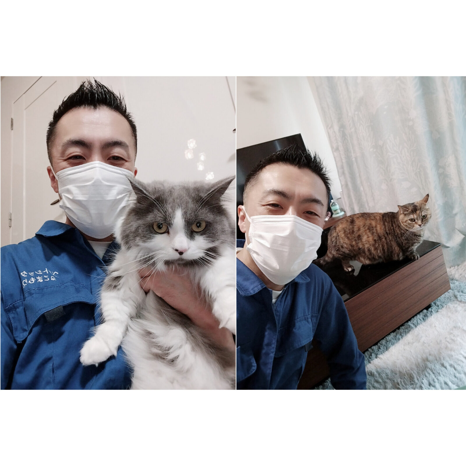 新宿区 お得意様 可愛いダンスをご披露 ミヌエットくん マンチカンちゃん お世話レポート🐈